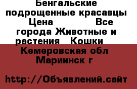 Бенгальские подрощенные красавцы. › Цена ­ 20 000 - Все города Животные и растения » Кошки   . Кемеровская обл.,Мариинск г.